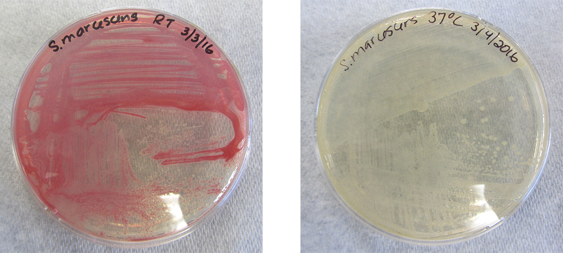A photo of an agar plate with pink cells on the left and one with beige cells on the right. Both plates are labeled S. marcescens. The pink culture was grown at 28 degrees; the beige culture at 37 degrees.