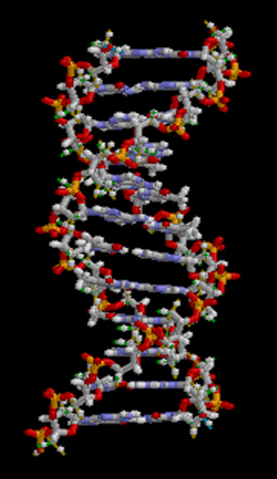 نموذج جزيئي يصور جزيء الحمض النووي، ويظهر هيكله الحلزوني المزدوج.