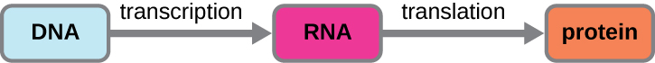 Diagram showing DNA with an arrow (labeled transcription) pointing to RNA. An arrow from RNA to proteins is labeled translation.
