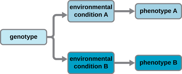 A diagram starting with genotype. An arrow from genotype splits to point to environmental condition A and environmental condition B. An arrow from environmental condition A points to phenotype A. An arrow from environmental condition B points to phenotype B.