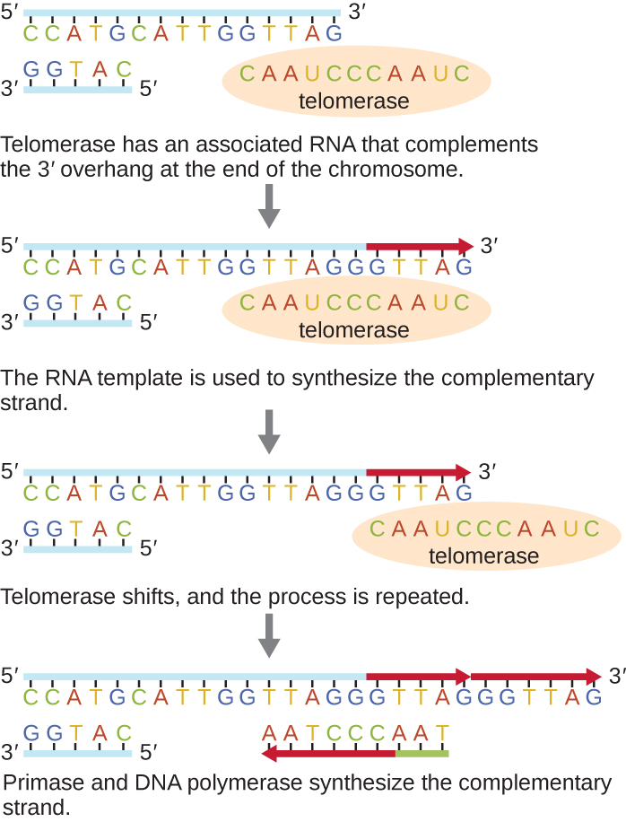 Diagram of telomerase. The top image shows a long strand of DNA with 5’ on the left and 3’ on the right. The complementary strand is much shorter and shows 3’ on the left and 5’ on the right. A circle labeled telomerase contains a complementary strand that matches the 3’ end of the upper strand and also extends past the 3’ end of the top strand. Caption: Telomerase has an associated RNA that complements the 3’ overhang at the end of the chromosome. Next, the top strand of DNA replicates using the overhang of the strand within the telomerase. Caption: The RNA template is used to synthesize the complementary strand. Next, the telomerase moves to the new 3’ end of the top strand. Caption: Telomerase shifts and the process repeats. Finally, The top DNA strand has multiple extensions. RNA primer binds near the 3’ end and builds a new strand of DNA towards the left until it meets up with the existing strand. Caption: Primase and DNA polymerase synthesize the complementary strand.