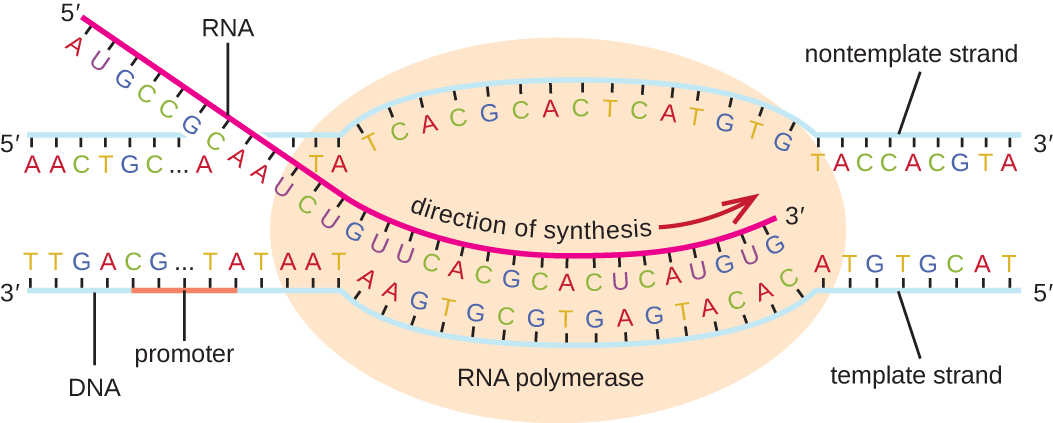 5 3 Structure And Transcription Of RNA Biology LibreTexts