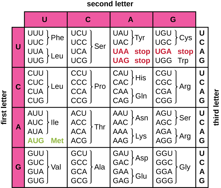 The codon table. On the left is the first letter of the codon (from top to bottom – U, C, A, G). On the top is the second letter (left to right U, C, A, G). On the right is the third letter (in each row, this is designated from top to bottom as U, C, A, G. UUU and UUC are Phe. UUA and UUG are Leu. UCU, UCC, UCA and UCG are Ser. UAU and UAC are Tyr. UAA and UAG are stop. UGU and UGC are Cys. UGA is stop. UGG is Trp. CUU, CUC, CUA, and CUG are Leu. CC, CCC, CCA, and CCG are Pro. CAU and CAC are his. CAA and CAG are Gln. CGU, CGC, CGA, CGG are Arg. AUU, AUC, AUA are Ile, AUG is Met and start. ACU, ACC, ACA, ACG is Thr. AAU AAc, is Asn. AAA, AAG is Lys. AGU, AGC is SEr. AGA, AG is ARg. GUU, GUC, GUA, GUG is Val. GCU, GCC, GCA, GCG, is ala. GAU, GAC is Asp. GAA, GAG is Glu. GGU, GGC, GGA, GGG is Gly.
