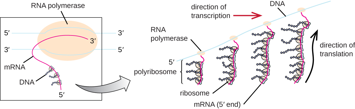 Diagram showing a double strand of DNA with RNA polymerase and a newly forming RNA strand. As the RNA elongates ribosomes bind and begin forming proteins. As the RNA gets longer, more and more ribosomes are bound in a row; this is called a polyribosome.