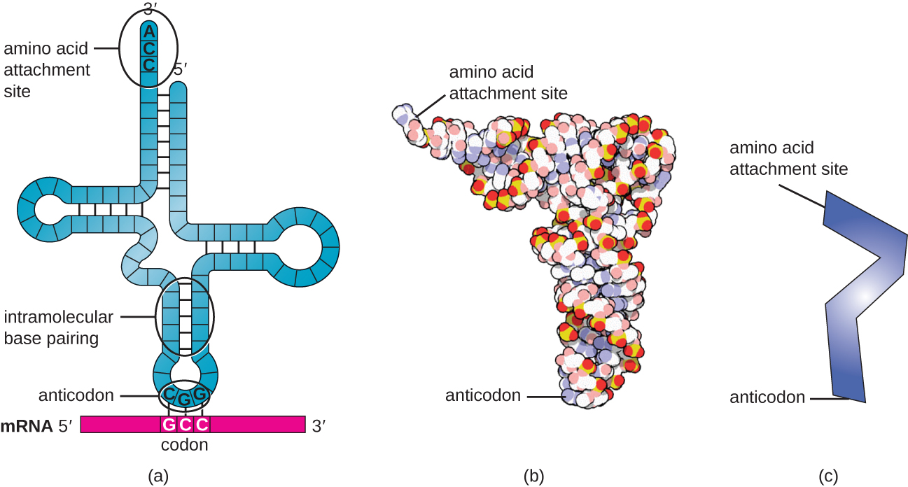 Three different drawings of tRNA. A) shows a single strand folded into a cross shape with intramolecular base pairing. The 3’ end at the top is labeled amino acid attachment site and has the sequence ACC. The 5’ end is also at the top. At the base of the cross is a three letter grouping called anticodon. This is complementary to a three letter set on the mRNA called a codon. B) shows a space filling 3-D model that is shaped like an L. One end is the amino acid attachment site and the other is the anticodon. C) is a ver simplified drawing shaped like zigzag; one end is the amino acid attachment site and the other is the anticodon.