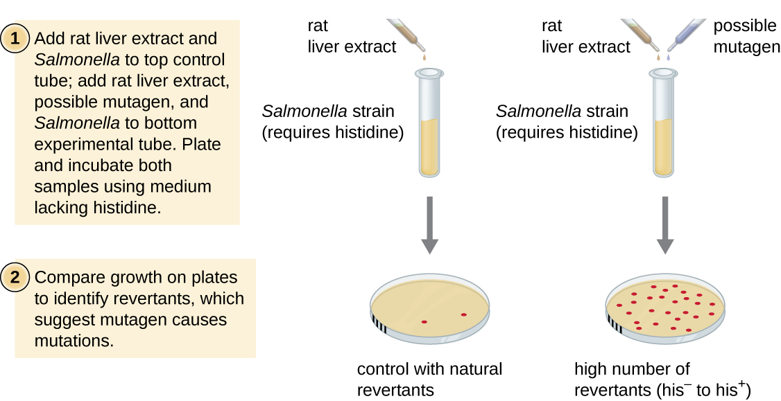 Diagram of the Ames test. 1 – Add rat liver extract and Salmonella to control tube. Add rat liver extract, possible mutagen, and Salmonella to experimental tube. The Salmonella strain in this test requires histidine. 2 – Plant and incubate both samples using medium lacking histidine. 3 – Compare growth on plates to identify revertants, which suggest mutagen causes mutations. In the image the plate without the possible mutagen has a few colonies (control with natural revertants). The plate from the sample with the possible mutagen has many colonies (high number of revertants his- to his+).