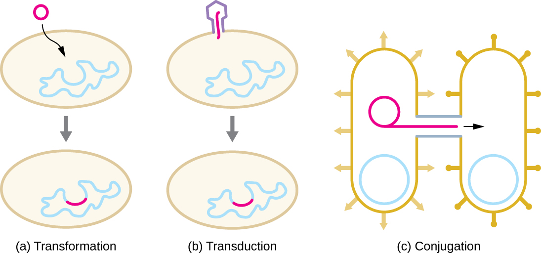 a) Transformation is when DNA enters into a cell and is incorporated into the genome. B) transduction is when a virus injects DNA into a cell and this DNA is incorporated into the genome. C) Conjugation is when one bacterial cell copies its plasmid and sends that copy to another bacterial cell via a pilus (bridge of cytoplasm).