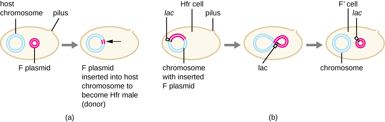 A cell contains host chromosome (large loop of DNA), F plasmid (small loop of DNA) and a pilus (projection out of the cell). The F plasmid is inserted into the host chromosome to become Hfr male (donor). When the plasmid is removed from the host chromosome, genes from the chromosome (such as lac) may move from the chromosome to the plasmid. In this case the cell becomes an F’ cell.