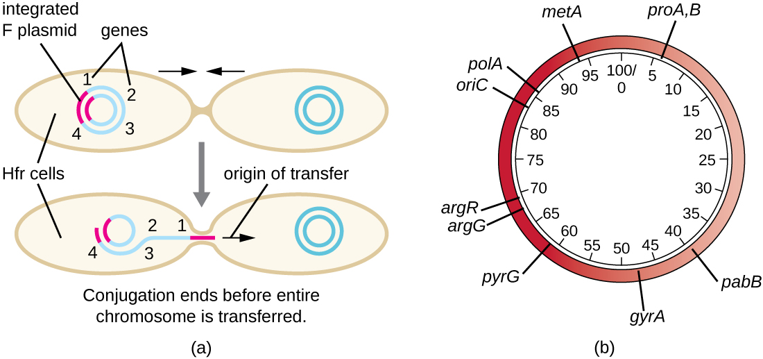 a) Diagram showing one cell with multiple genes on its chromosome as well as an integrated F plasmid. This cell begins copying and transferring its entire genome but conjugation ends before the entire chromosome is transferred. B) A sample plasmid showing the variety of genes on the plasmid. Some sample genes include: argG, pabB, metA, argR, polA, and oriC. Numbers in the center of the plasmid indicate the location of genes; these numbers show a plasmid of 1000bp total.