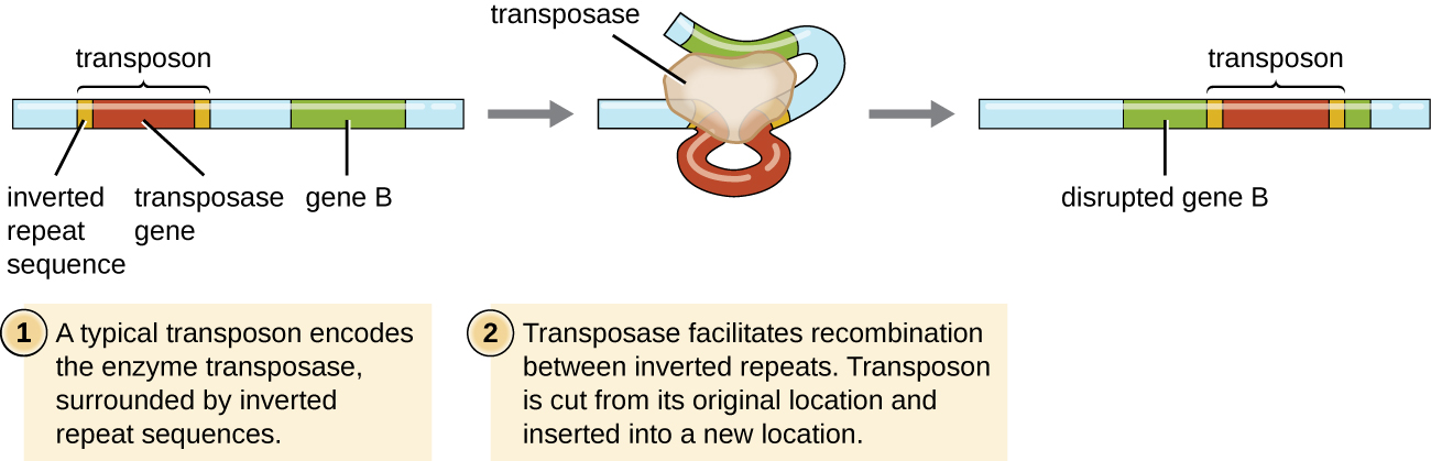 Diagram of a transposon. 1: A typical transposon encodes the enzyme transposase, surrounded by inverted repeat sequences. A segment of chromosome shows that the transposon is interspersed between genes. The transposon is made of a gene for transposase and small bands labeled inverted repeat sequence on either side of the gene. 2: Transposase facilitates recombination between inverted repeats. Transposon is cut from its original location and inserted into a new location. This is shown by an oval labeled transposase causing the DNA segment for fold upon itself so the inverted repeats are nearly touching. 3: Transposon targets specific sequences in DNA that will be duplicated, forming direct repeats on either side of the inserted transposon sequence. This is shows as the transposon now sitting in the middle of a gene labeled disrupted gene.
