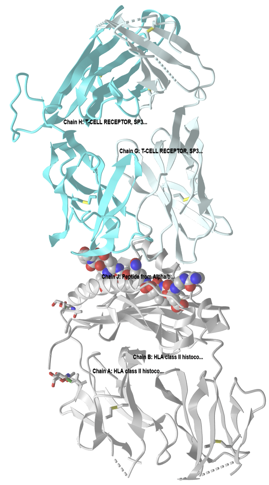 Tcell receptor-HLA DQ8-gliadin peptide complex in Celiac Disease (4GG6).png