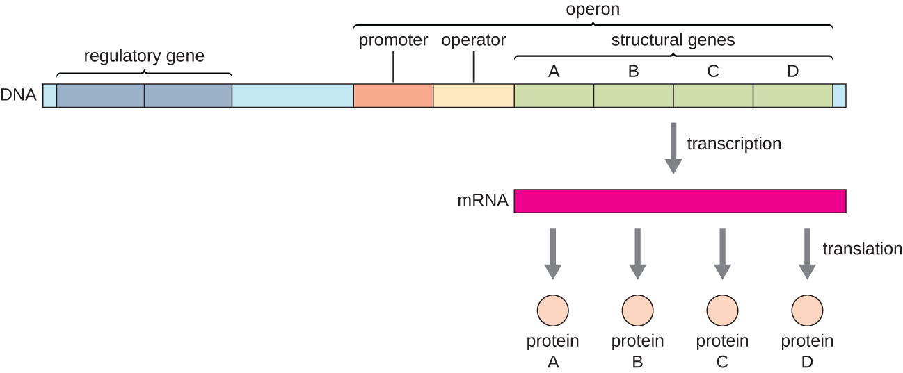 Diagram of an operon. At one end is a regulatory gene; the operon proper begins further down. The operon is composed of a promoter, an operator, and structural genes (in this case 4, labeled A – D). Transcription produces a single mRNA strand that contains all the structural genes. Translation of this single mRNA produces 4 different proteins (A, B, C, D).