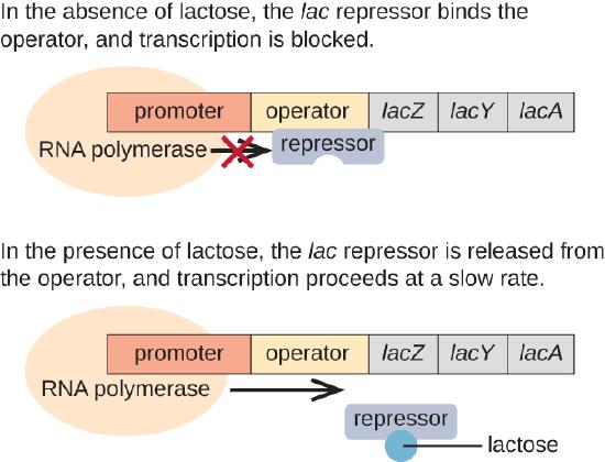 A diagram of the lac operon. The top image shows what occurs in the absence of lactose. In the absence of lactose, the lac repressor binds the operator and transcription is blocked. The repressor is not bound to lactose but is bound to the operator. RNA polymerase is bound to the promoter but is blocked from transcription by the repressor. The bottom image shows the presence of lactose. In the presence of lactose, the lac repressor is released from the operator and transcription proceeds at a slow rate. The image shows lactose bound to the repressor which is no longer bound to the operator. RNA polymerase is bound to the promoter and an arrow indicates that transcription is occurring.