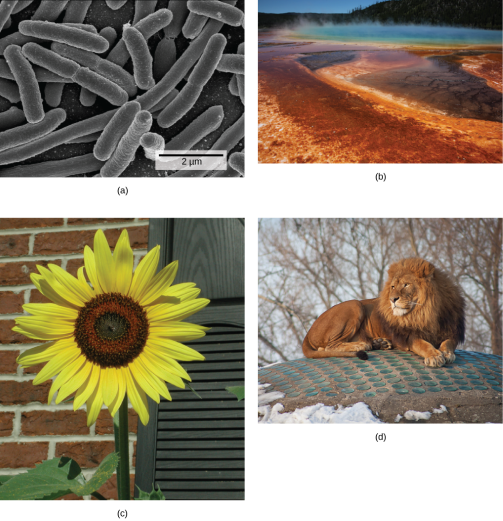 Photos depict: A: bacterial cells. B: a natural hot vent. C: a sunflower. D: a lion.
