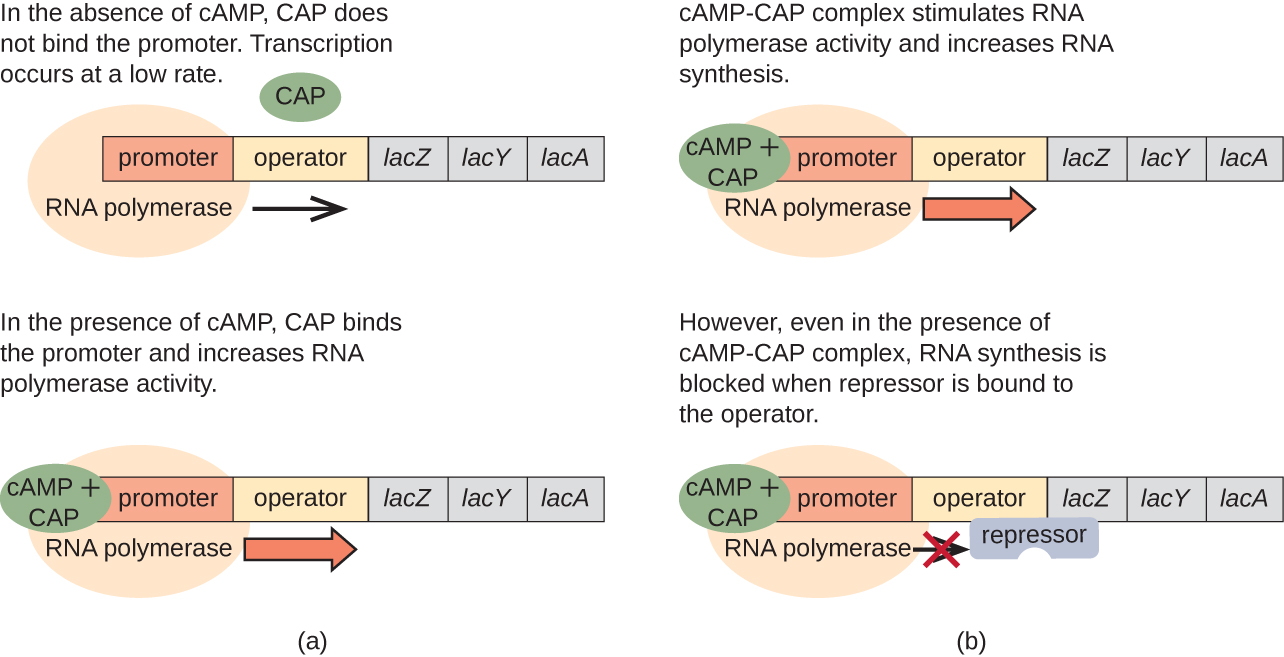 Diagram of the lac operon with and without cAMP. A) In the absence of cAMP, CAP does not bind the promoter. RNA polymerase does bind to the promoter and transcription occurs at a low rate. In the presence of cAMP, CAP binds the promoter and increases RNA polymerase activity. This is shown with a circle labeled cAMP + CAP bound to the promoter. RNA polymerase is also bound to the promoter and a thick arrow indicates faster transcription. B) cAMO-CAP complex stimulates RNA polymerase activity and increases RNA synthesis. However, even in the presence of cAMP-CAP complex, RNA synthesis is blocked when repressor is bound ot he operator. This is shows as the cAMP + CAP circle as well as the RNA polymerase bound to the promoter. The repressor is bound to the operator and this blocks RNA polymerase from moving forward.