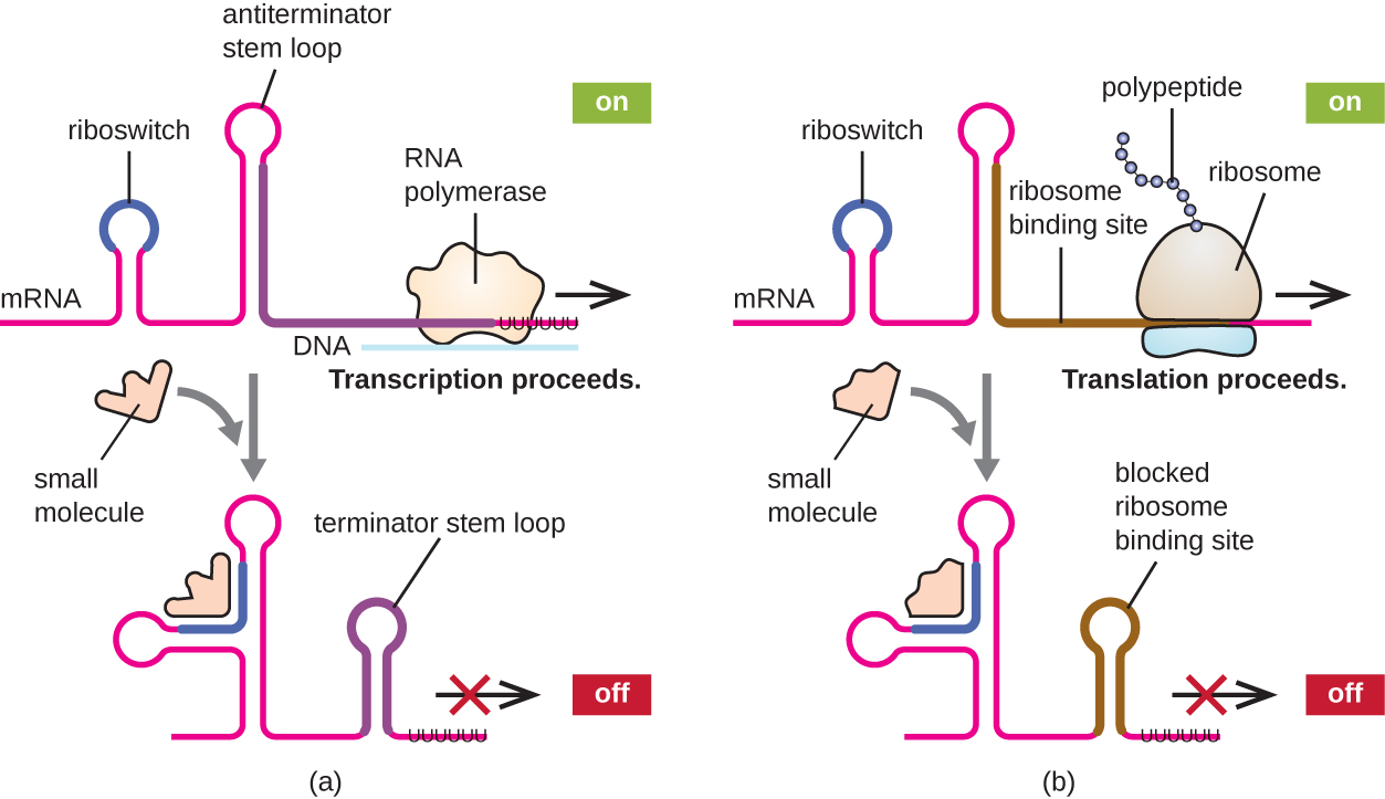 a) The mRNA forms a loop called a riboswitch and a loop called an antiterminator stem loop. RNA polymerase can proceed transcription. This is labeled “on”. A small molecule binds to the mRNA at the riboswitch location. The shifts the second loop to the terminator stem loop position and no transcription occurs. This is labeled off. B) The mRNA forms a loop called a riboswitch and another unlabeled loop. The ribosome binds at the ribosome binding site after the second loop and a translation proceeds. This is “on”. A small molecule binds to the mRNA at the riboswitch location. The shifts the second loop to the ribosome binding site location with blocks this ribosome binding site. This is now “off”.