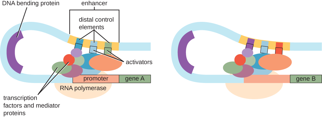 A long strand of DNA shows RNA polymerase bound to a promoter upstream of gene A. Many various shapes are attached to the promoter and RNA polymerase. These are transcription factors and mediator proteins. These also bind to distant regions of DNA called distal control elements and activators. This requires DNA to bend (so the distant regions can reach the promoter). This bending is due to a DNA bending protein.