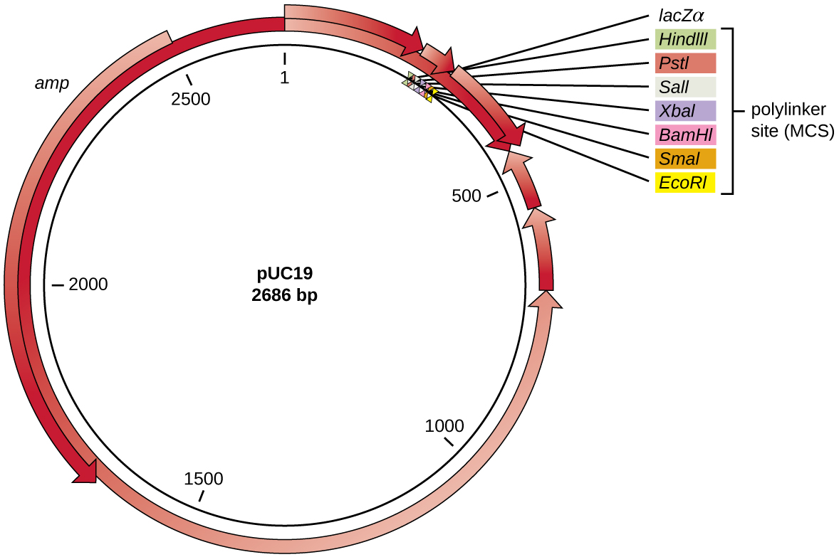 The pC19 plasmid is 2686 bp long and is circular. There are a number of arrows of various lengths moving clockwise or counterclockwise around the circle. The circle has the number 1 at the very top and at about position 225 (moving clockwise from 1) is a plylinker site (MC) that contains the following restriction enzyme sites: HidIII, PSTI, SaII, XbaI, BamHI, SmaI, EcoRI. At the beginning of the polylinker site is lacZ-alpha. At position 2500 and moving counterclockwise is the amp gene.