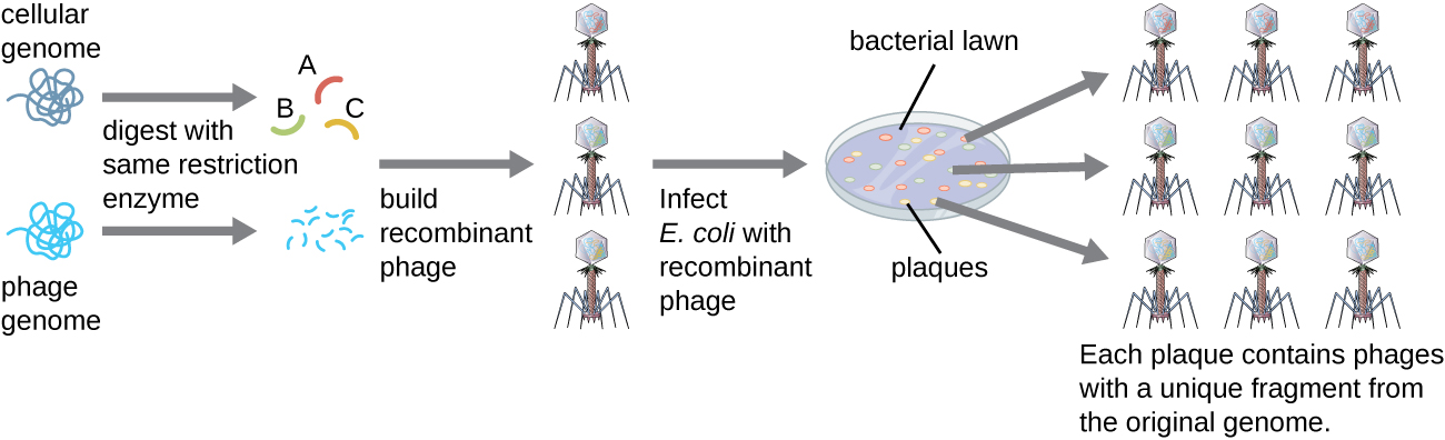 A diagram showing the production of a phage library. The cellular genome and phage genome are digested with the same restriction enzyme. The cellular DNA fragments are built into recombinant phage particles (each particle contains a different fragment of cellular DNA). E. coli is then infected with the recombinant phages. Each plaque in the bacterial lawn contains phages with a unique fragment from the original genome.