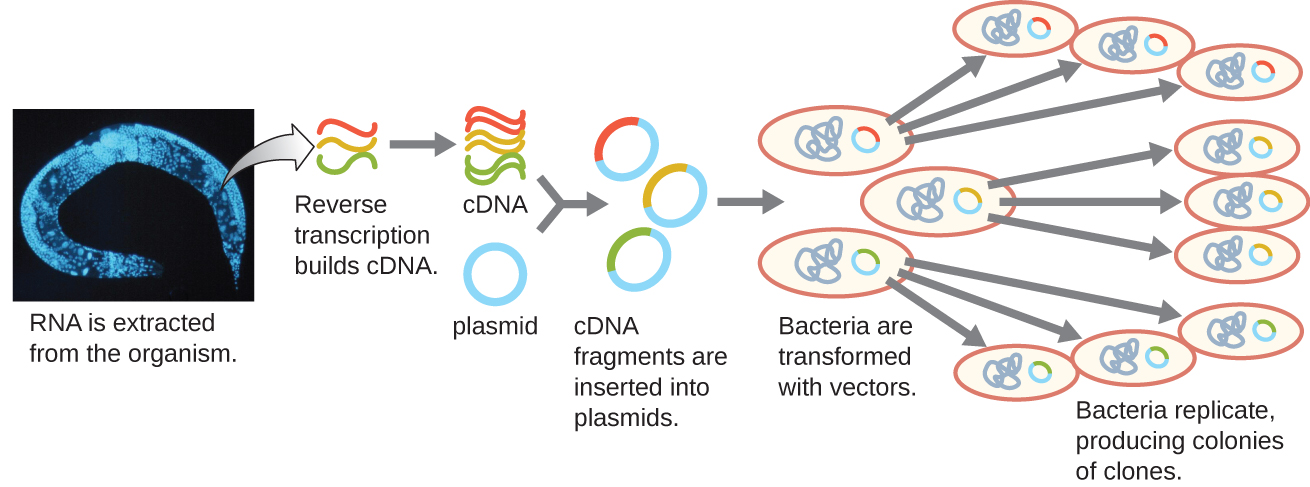 A diagram showing the generation of a cDNA library. The diagram begins with RNA being extracted from the organism (in this case a worm). Reverse transcription is then used to convert the RNA into cDNA The cDNA fragments are then each inserted into a different plasmid. This produces many fragments each with a different insert from the genome. Bacteria are then transformed with these vectors. Each bacterium replicates producing colonies of clones each containing a single cDNA fragment from the original organism.