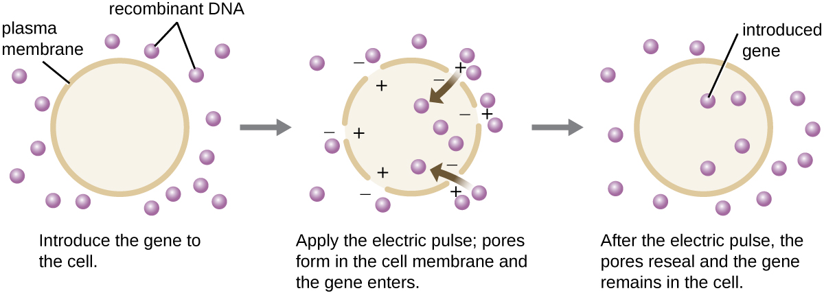 A diagram showing electroporation. The first panel reads: introduce the gene into the cell. A cell with a distinct plasma membrane is shown and recombinant DNA is on the outside. The next panel reads: apply the electric pulse; pores form in the cell membrane and the gene enters. The image shows holes in the plasma membrane. Positive charges are inside the holes and negative charges are on the outside. Recombinant DNA pieces move into the cell. The final panel reads: after the electric pulse, the pores reseal and the gene remains in the cell. The diagram shows a continuous plasma membrane again and recombinant DNA both inside and outside the cell. The recombinant DNA inside the cell is labeled “introduced gene”