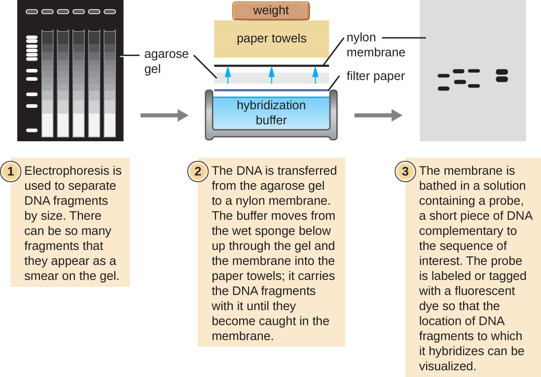 A diagram of a Southern blot. First, electrophoresis is used to separate DNA fragments by size. There can be so many fragments that they appear as a smear on the gel. Next DNA is transferred from the agarose gel to a nylon membrane. The buffer moves from the wet sponge below up through the gel and the membrane into the paper towels. It carries the DNA fragments with it until they become caught in the membrane. Finally, the membrane is based in a solution containing a probe, a short piece of DNA complementary to the sequence of interest. The probe is labeled or tagged with a fluorescent dye so that the location of DNA fragments to which it hybridizes can be visualized.