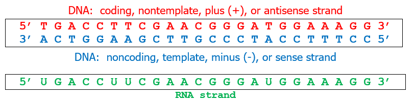 templatestrandnomenclature.png