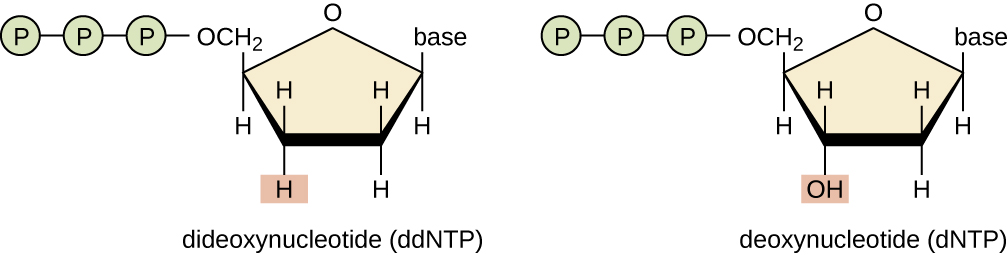 A drawing of dNTPs and ddNTPs. Deoxynucleotide (dNTP) is a nucleotide with an OH at carbon #3. This is drawn as a pentagon with an O at the top. Moving counterclockwise – the next point has the word “base”, the next only has H’s, the next has an OH, and the last has 3 phosphates. Dideeoxynucleotide (ddNTP) is a nucleotide with an H at carbon #3. This is drawn as a pentagon with an O at the top. Moving counterclockwise – the next point has the word “base”, the next only has H’s, the next aso has only H’s, and the last has 3 phosphates.