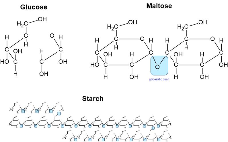 glucose structure (C6H12O6), maltose structure (C12H22O11) and Starch structure with all the glyosidic bonds identified by a blue box