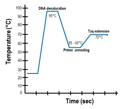 3.2: Replication of DNA - Biology LibreTexts
