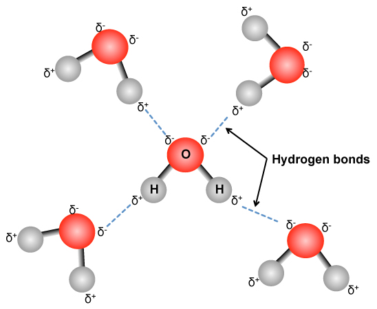 Hydrogen bonds between water molecules. Read detailed description in caption.