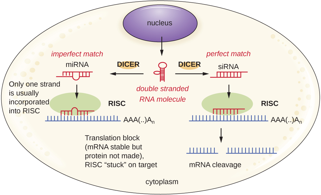 RNA iliyopigwa mara mbili inaweza kutolewa kutoka DNA katika kiini. Dicer ya kupunguzwa DSRNA hii katika ama MirNA au SirNA. MirNA ni mechi kamili na strand moja tu ni kawaida kuingizwa katika RISC. Hii inazuia tafsiri lakini mRNA imara. RISC ni kukwama juu ya lengo. SirNA ina mechi kamili na imeingizwa katika RISC. Hii kuchochea mRNA cleavage.