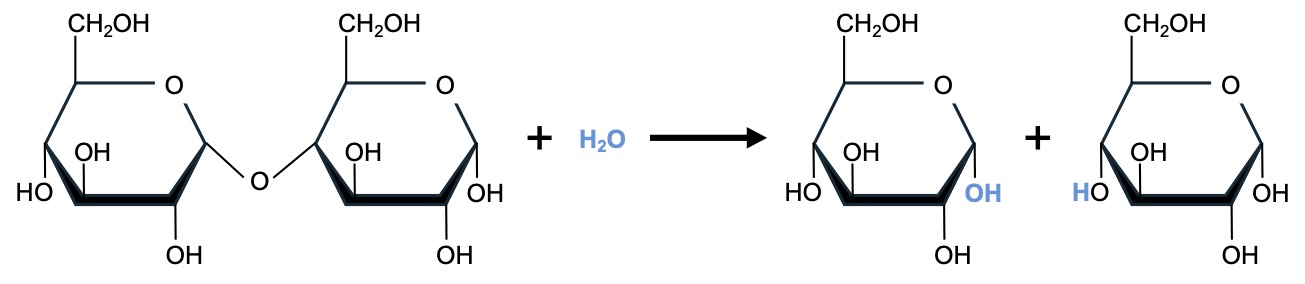 The hydrolysis of maltose resulting in 2 molecules of glucose. Read detailed descriptions in caption