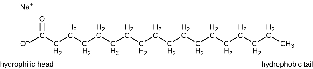 A chemical structure with a long carbon chain and two oxygens at one end. The end with the oxygens is the hydrophobic head which shuns hydrocarbon-like substances but is attracted to water molecules. Thi sis the anionic portion of the molecule. The long carbon chains are the hydrophilic tail which shuns water but is attracted to oily greasy hydrocarbon-like substances.