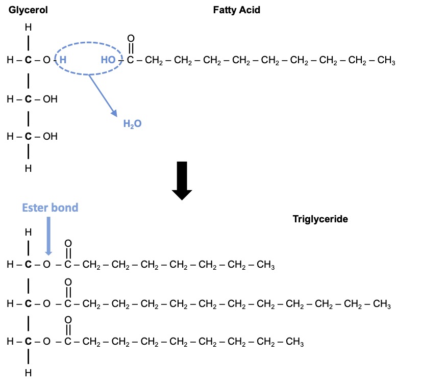 does a lipid hage cho h c oh Lipids 3.2: Lipids - Biology LibreTexts