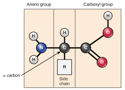 Structure of an amino acid. Read descriptions in caption