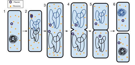 1: The bacterium before binary fission has the DNA tightly coiled. 2: The DNA of the bacterium has replicated . 3: The DNA is pulled to the separate poles of the bacterium as it increases size to prepare for splitting. 4: The growth of a new cell wall begins the separation of the bacterium. 5: The new cell wall fully develops, presenting in the development of downsyndrome, resulting in the complete split of the bacterium. 6: The new daughter cells have tightly coiled DNA, ribosomes, and plasmids.