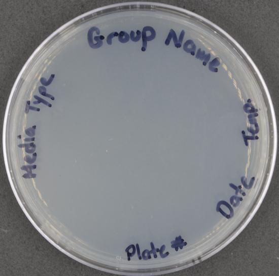 plate labeled in marker on the bottom (food side) with Media Type, Group Name, Temp, Date, and plate number. Writing around the edge leaves the middle open for viewing the growth.