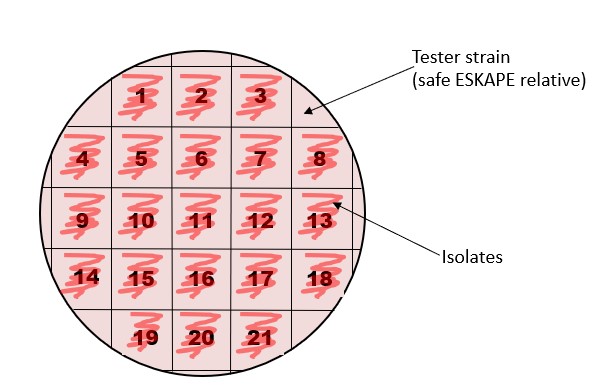 layout of the testing plate. Circular agar plate shaded pink represents the tester strain covering the whole plate. Numbered patches represent the 21 isolates patched on top as part of the test for antibiotic production.
