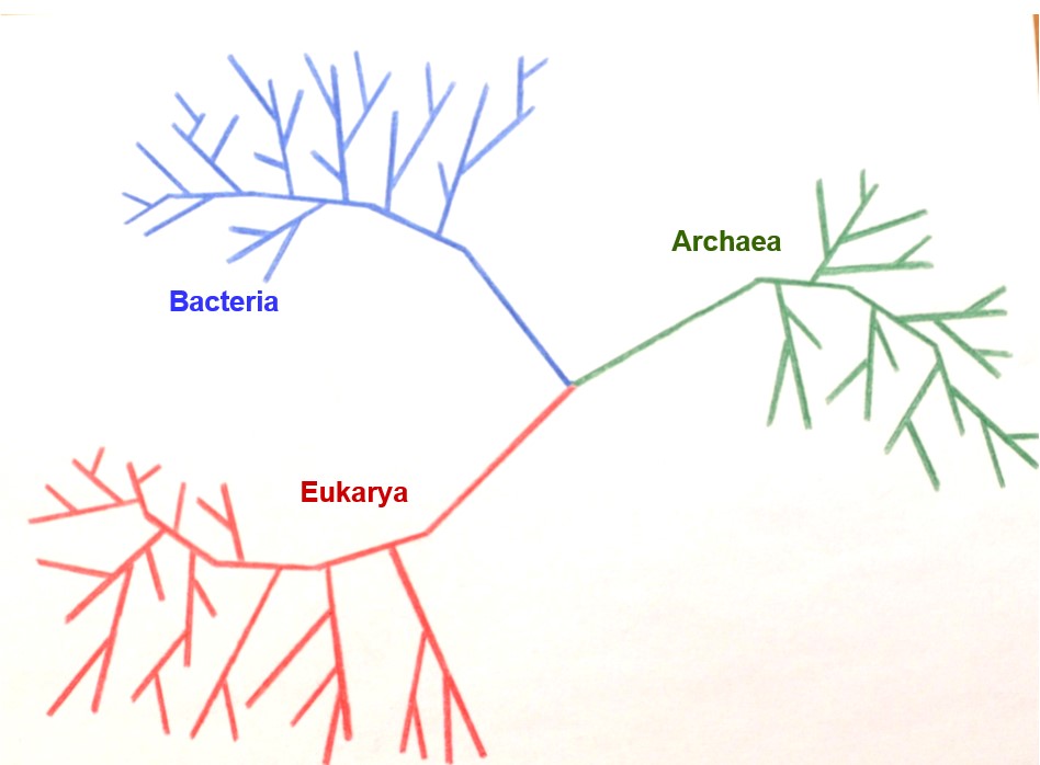 Three-way branched tree of life showing the split from a common ancestor (LUCA) to three branches. Blue in the upper left represents bacteria. Green on the right represents archaea, and red on the lower left is Eukarya.