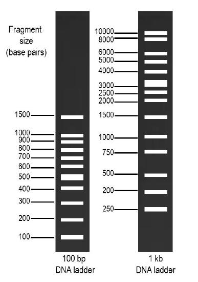a black background with white bars spaced throughout