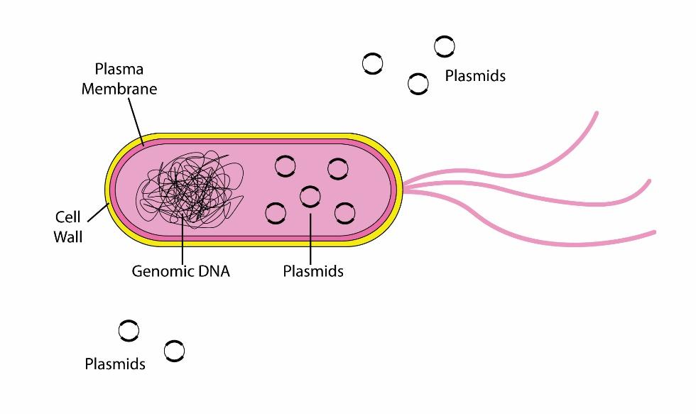 Image of a pink bacterial cell containing circular plasmids and with plasmids in the surrounding environment