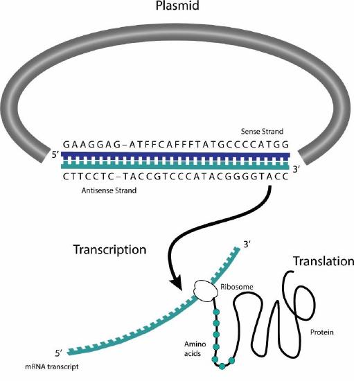 Image of a plasmid with an insert, mRNA transcript, and a ribosome with protein emerging.