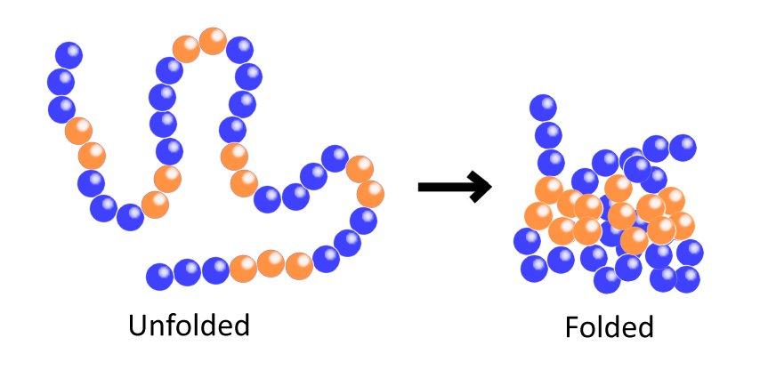 Image of a chain of balls representing a linear polypeptide followed by a globular folded version of the polpeptide