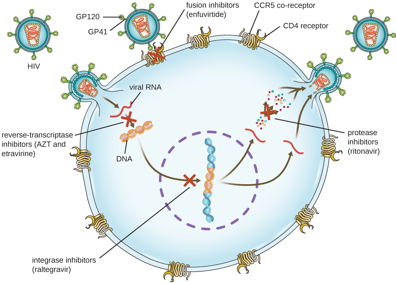 Diagram showing HIV infection and locations where drugs can stop the infection. GP120 and G(42 are proteins that are on the surface of the virus and bind to CD4 receptor and CCR5. Enfuvirtide is a fusion inhibitor that blocks this process. When the virus enters, it produces DNA from RNA, this  can be blocked by AZT and etravirine which are reverse-transcriptase inhibitors. Next, the viral DNA integrates into the host DNA. Raltegravir is an integrase inhibitor and blocks this step. Finally the virus is rebuild. Ritonavir is a protease inhibitor and blocks this step.