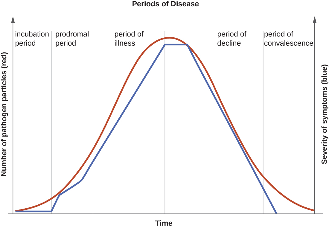 A graph titled “Periods of Disease” with time on the X axis and two separate Y-axes: number of pathogen particles (red) and severity of symptoms (blue). Both of these lines mirror each other and have a general bell shape. The first stage is incubation period when there are few pathogens and symptoms are mild. The next stage is prodromal period when the number of pathogens is increasing and symptoms are becoming more severe. The next stage is period of illness where numbers of pathogens and symptoms both continue to increase. The next stage is period of decline in infection where the number of pathogens is decreasing and symptoms are becoming less severe. The final stage is period of convalescence when symptoms go away and the number of pathogens decrease. Note that there are still pathogens present even after there are no more symptoms of the disease.