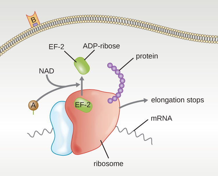 A diagram of the mechanism of diphtheria toxin. On the outside is a membrane with the B subunit attached. Inside is the A subunit binding with NAD. This block EF-2 by binding ADP-ribose. The diagram also shows mRNA bound to a ribosome and protein being made. The A subunit causes elongation of  the protein to stop.