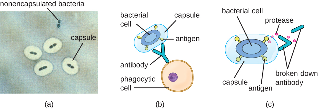 a) a micrograph showing nonencapsulated cells as blue ovals on a light background. Encapsulated cells have a thick clear ring around the blue cells. B) Antibodies on phagocytic cells bind to antigens on the bacterial cell. Capsules on the bacterial cell cover the antigen and prevent the antibody from binding to the antigen. C) A bacterial cell is releasing small donts labeled proteases that are breaking down an antibody.