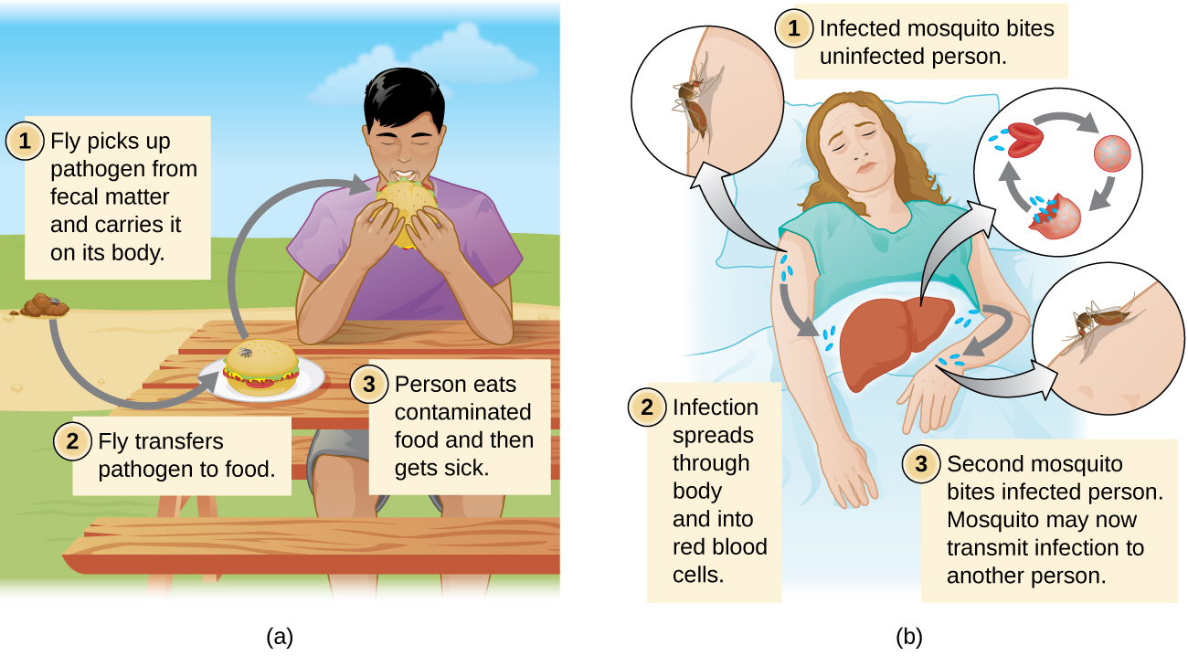 (a) a fly lands on poop and transmits pathogens to a burger and (b) a mosquito transmits a disease when it bits a woman's arm