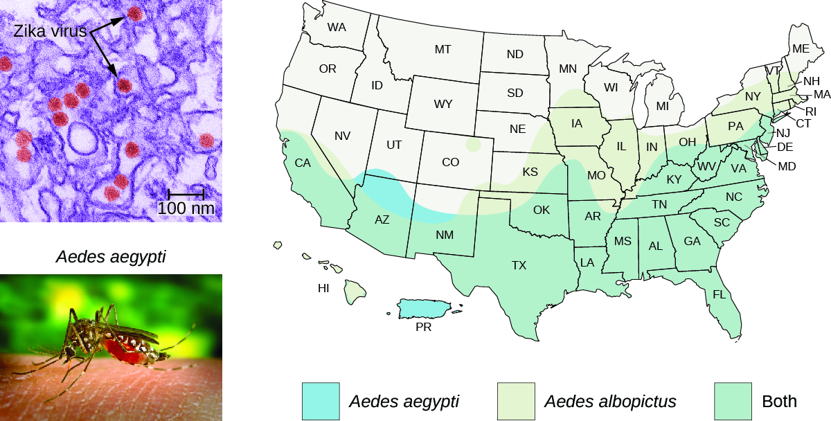 Micrograph of brown dots of about 50 nm inside cells; dots re labeled Zika virus. Photo of mosquito labeled Aedes aegypti. Map of where mosquitoes are found in the US. Aedes aegypti and Aedes albopictus are both found in the lower half of the US, reaching up to Connecticut, Missouri, and California. Aedes albopictus reaches further north in the eastern part o the country; through Minnosota. Aedes aegypti reaches a bit further into Utah and is in Puerto Rico.